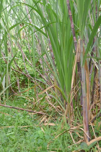 High angle view of bamboo plants on field