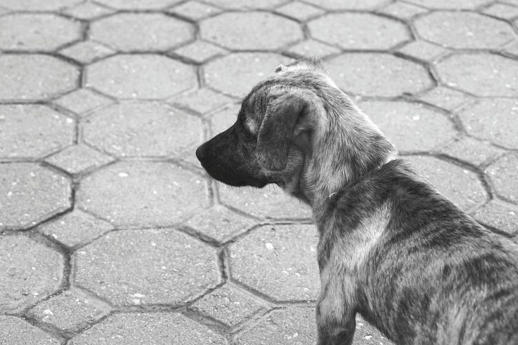 Close-up of dog standing outdoors