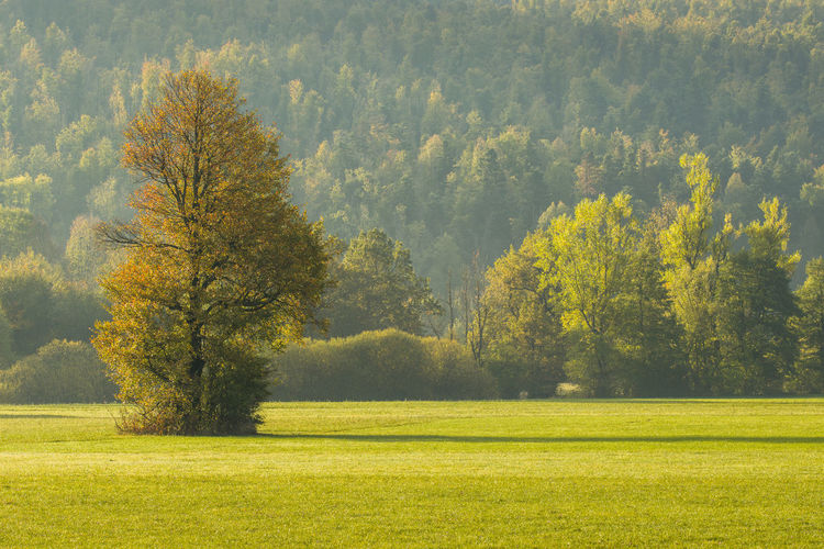 Trees on field in forest during autumn