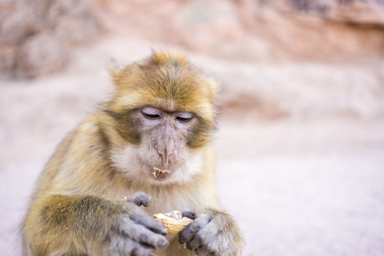 Magot or macaca sylvanus in ouzoud eating peanuts