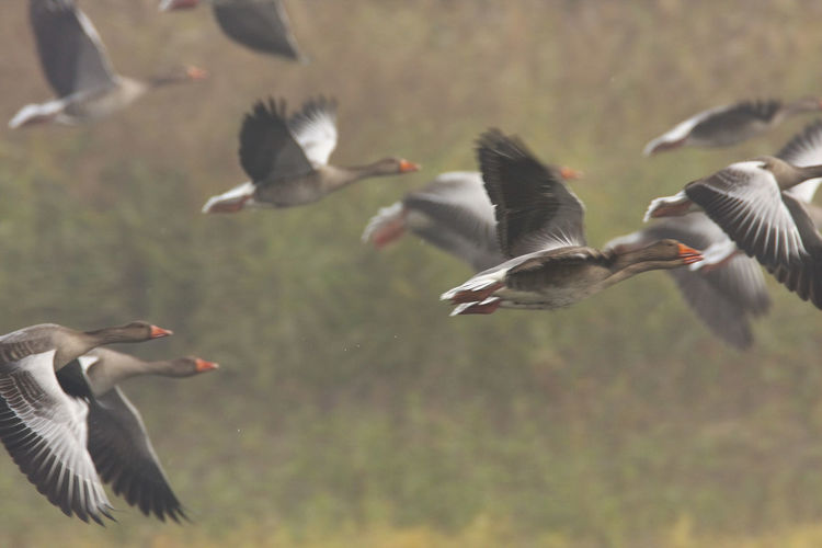 The greylag goose take off in fog from the lake