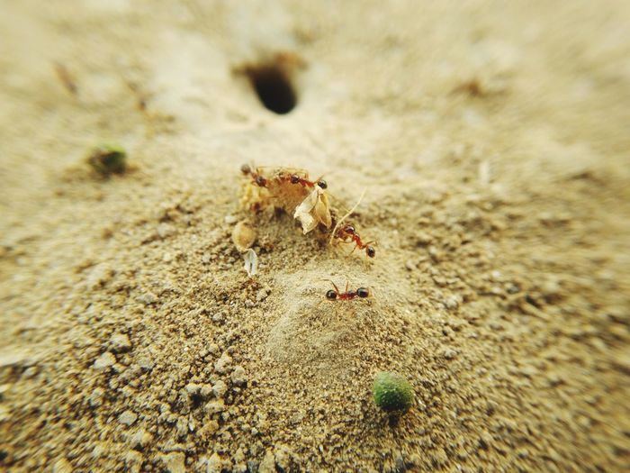 Close-up of ant on sand