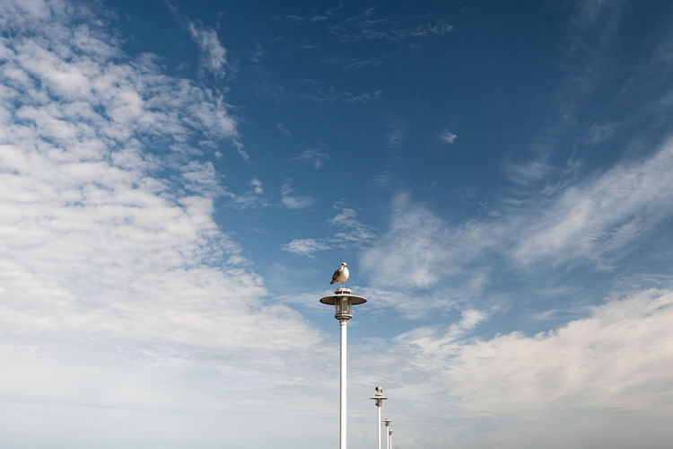 Low angle view of birds each one sitting on a pole at the sea against sky