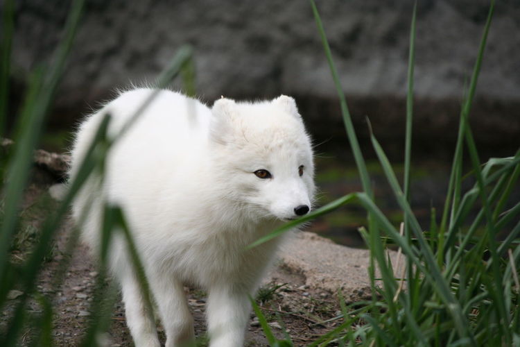 Close-up of arctic fox on grass
