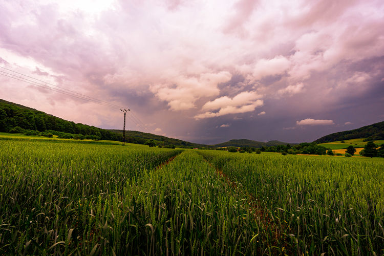 Scenic view of agricultural field against sky