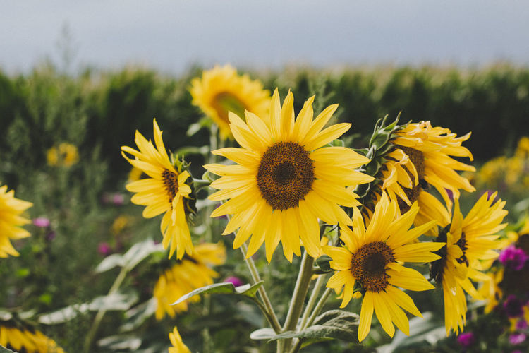 Close-up of yellow flowering plant on field
