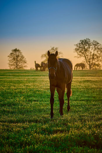 Horse in a field walking toword camera.