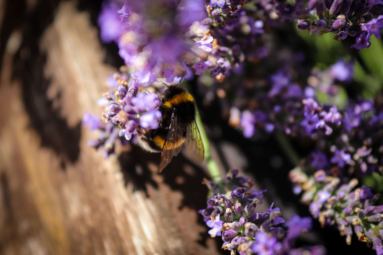 Close-up of bee pollinating on lavender with bumblebee 