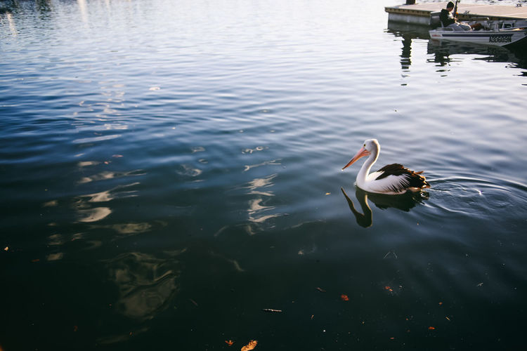 Australian pelican swimming on lake
