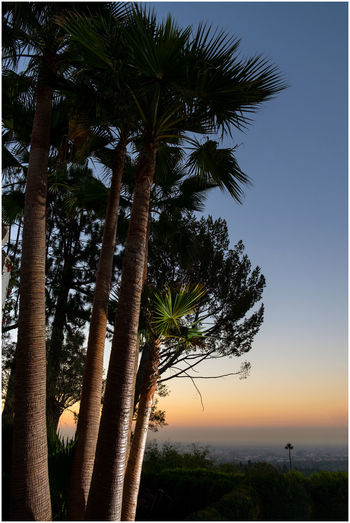 Palm trees against clear sky during sunset
