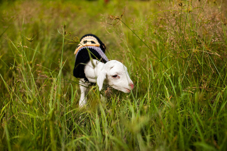 White kid goat grazing on grassy field