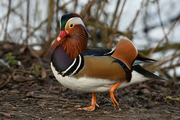 Close-up of duck walking on land