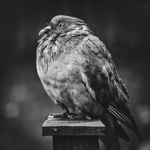 Close-up of pigeon perching on wood post