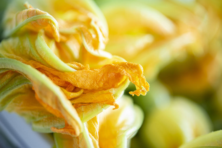 Close-up of yellow zucchini flowes