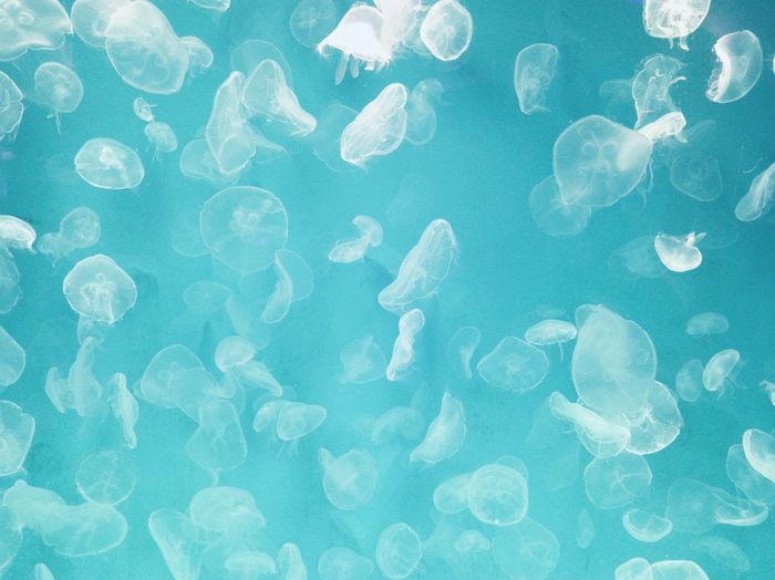 Close-up of jellyfish swimming in pool