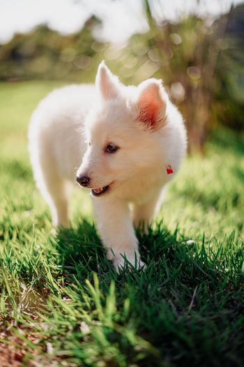 Portrait of a baby dog - berger blanc suisse