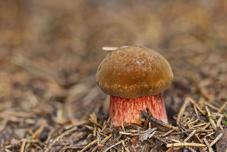 Close-up of bolete mushroom growing on field