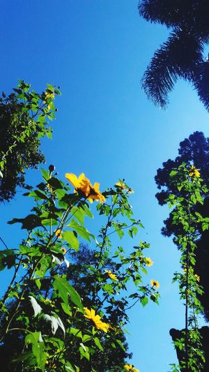Low angle view of fresh green tree against blue sky