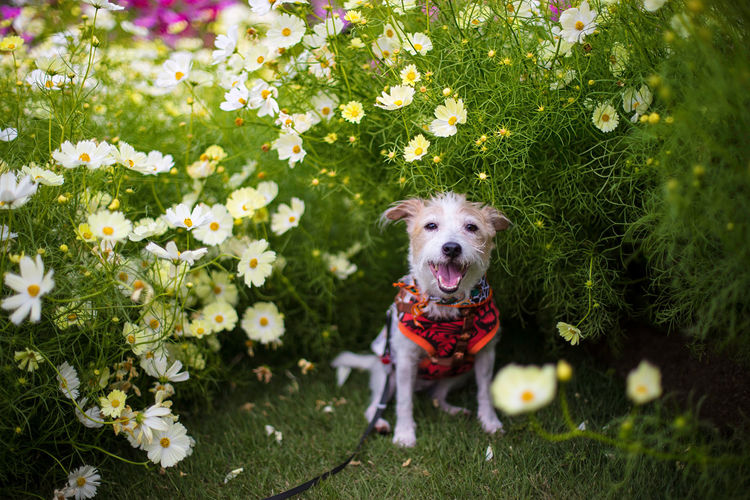 Portrait of dog with flowers on plant