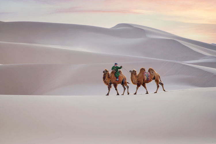 Camel going through the sand dunes on sunrise, gobi desert mongolia