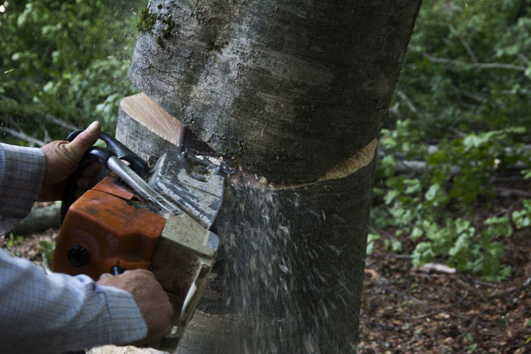 Cropped image of man sawing wood at forest