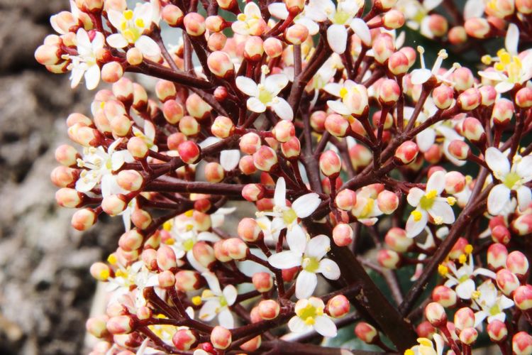 High angle view of white flowering plant