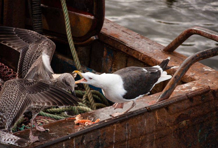 Seagulls fighting over some scraps of a crustacean on the deck of a rusty commercial fishing boat. 