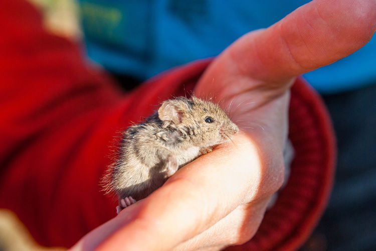 Close-up of hand mouse