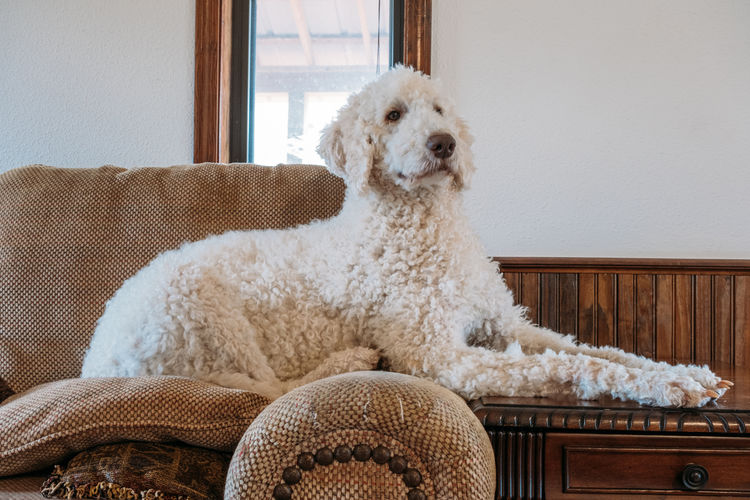 White goldendoodle dog resting on couch.