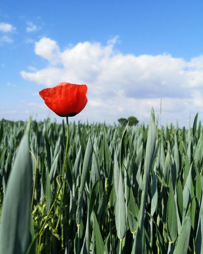 Red poppy flower on field against sky