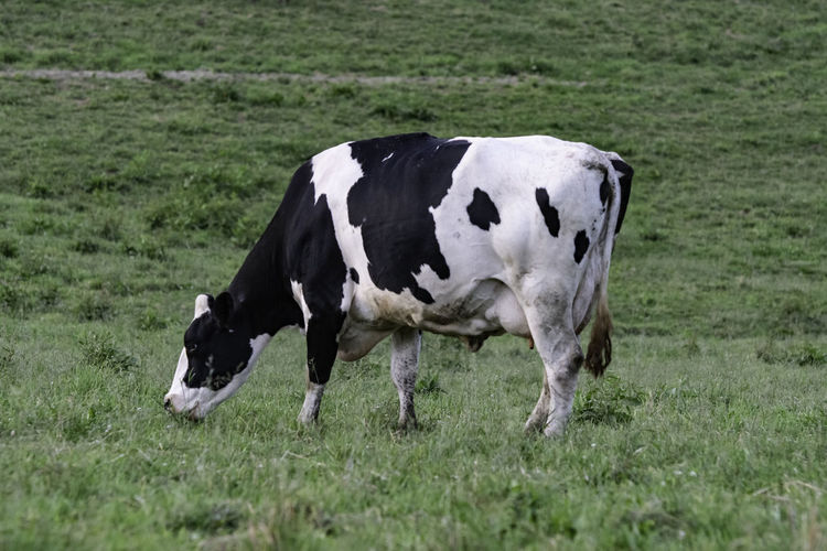 Black and white holstein dairy cow grazing in green grass