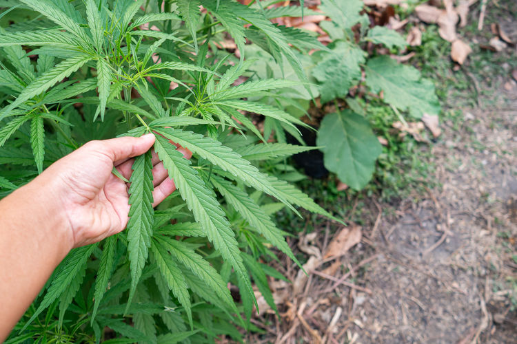 Close-up of hand holding marijuana leaf at outdoor cannabis farm. texture of marijuana leaves.