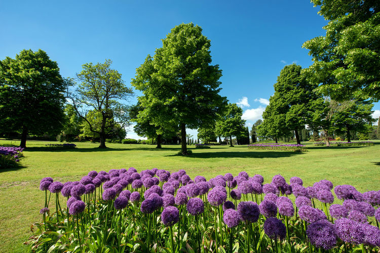Purple flowering plants in park against sky