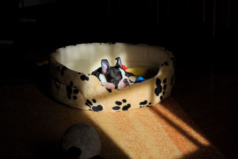 Cute puppy sleeping in pet bed indoors