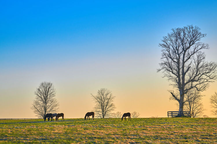Group of thoroughbred horses grazing in a field.