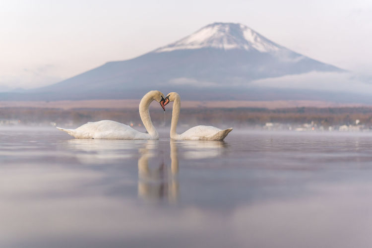 Swans swimming in lake against mountain during foggy weather