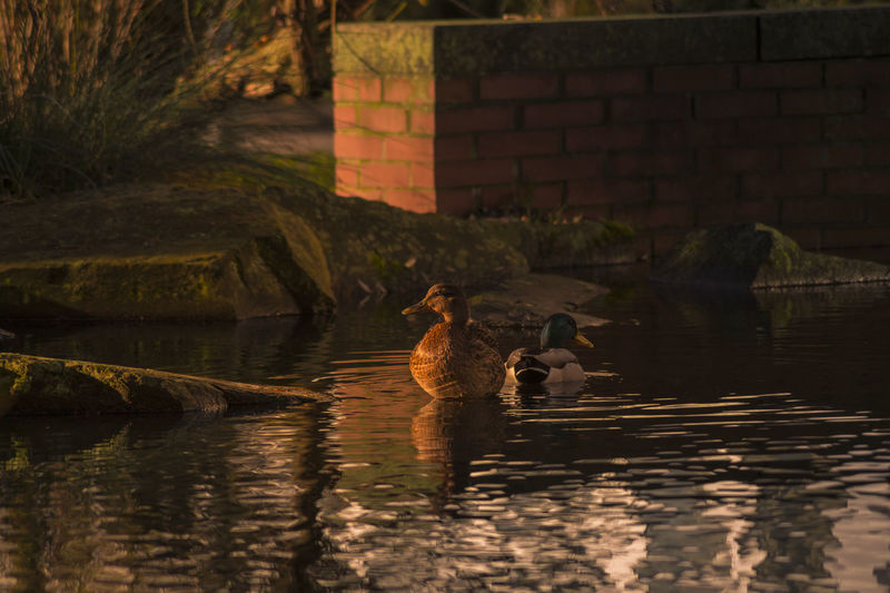 Ducks swimming on pond