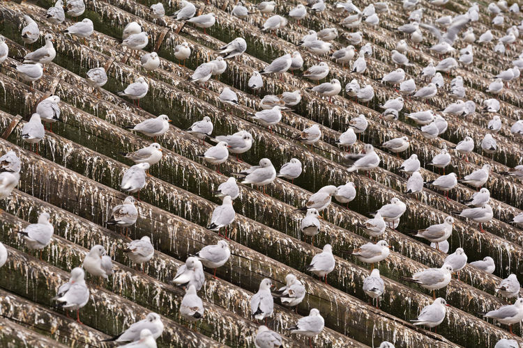 High angle view of snow on field