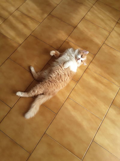 High angle view of cat lying on floor