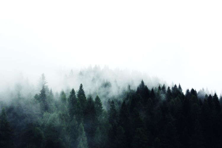 Trees growing in forest during foggy weather