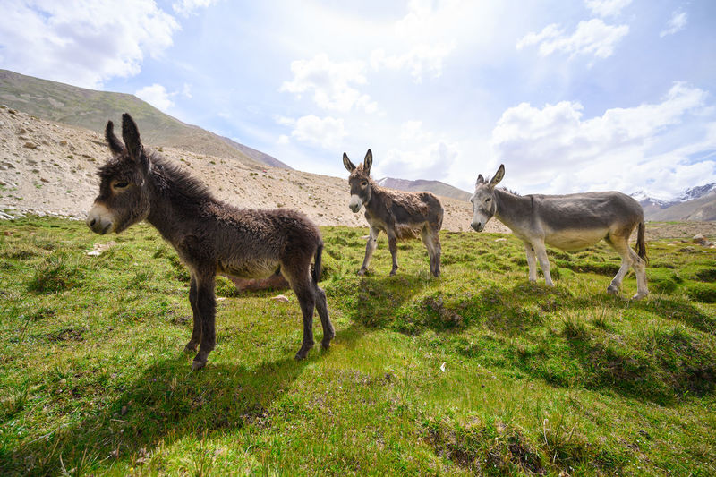 Donkeys on grassland against sky