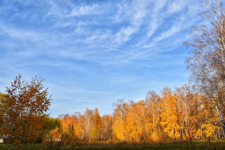 Trees growing in forest against sky during autumn