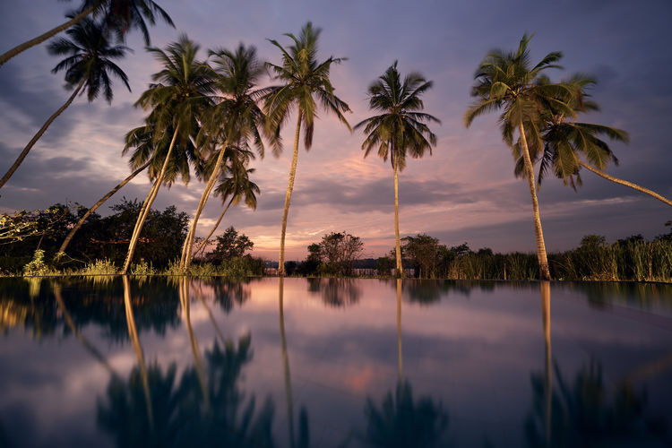 Palm trees by lake