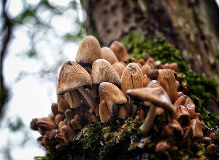 Forest fungi 