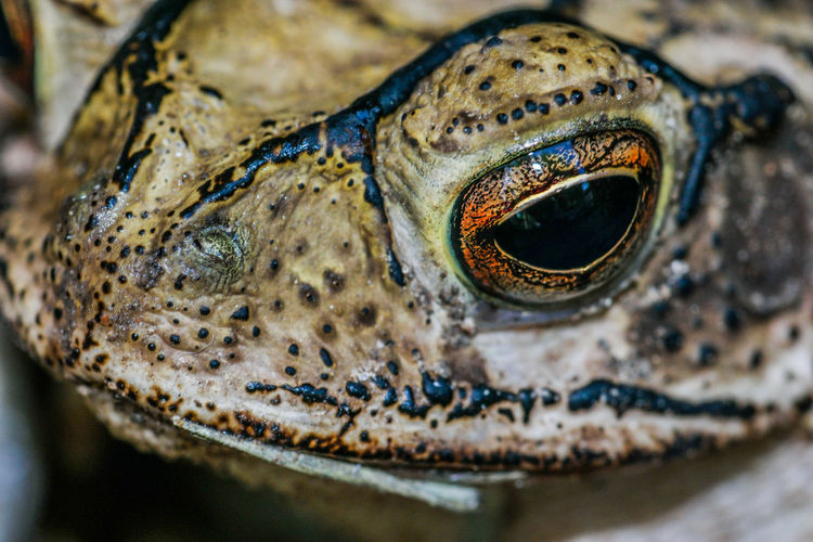 Close-up portrait of frog