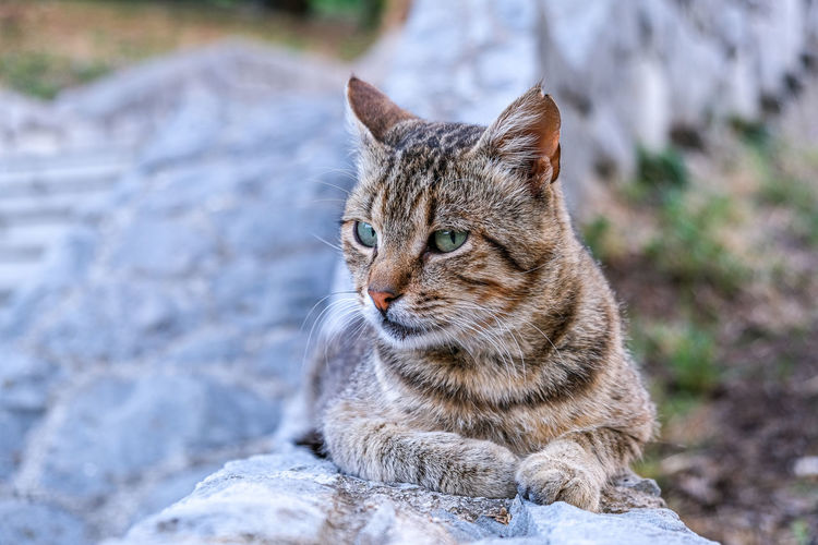 Close-up of a cat looking at the photographer
