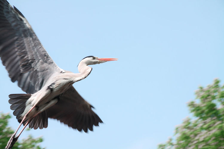 Low angle view of birds flying against clear sky