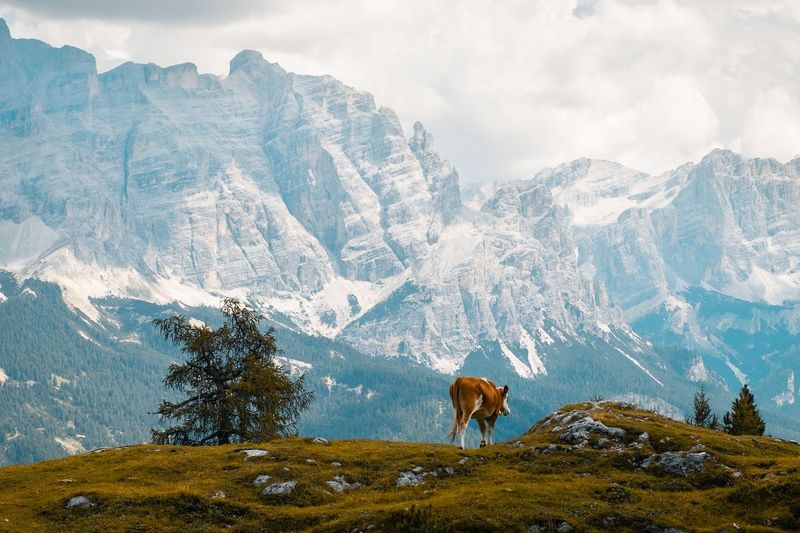 Cow on mountain