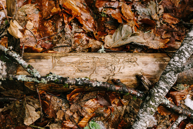 High angle view of leaves on tree trunk during autumn