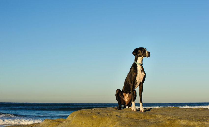 Dog standing on beach against clear blue sky
